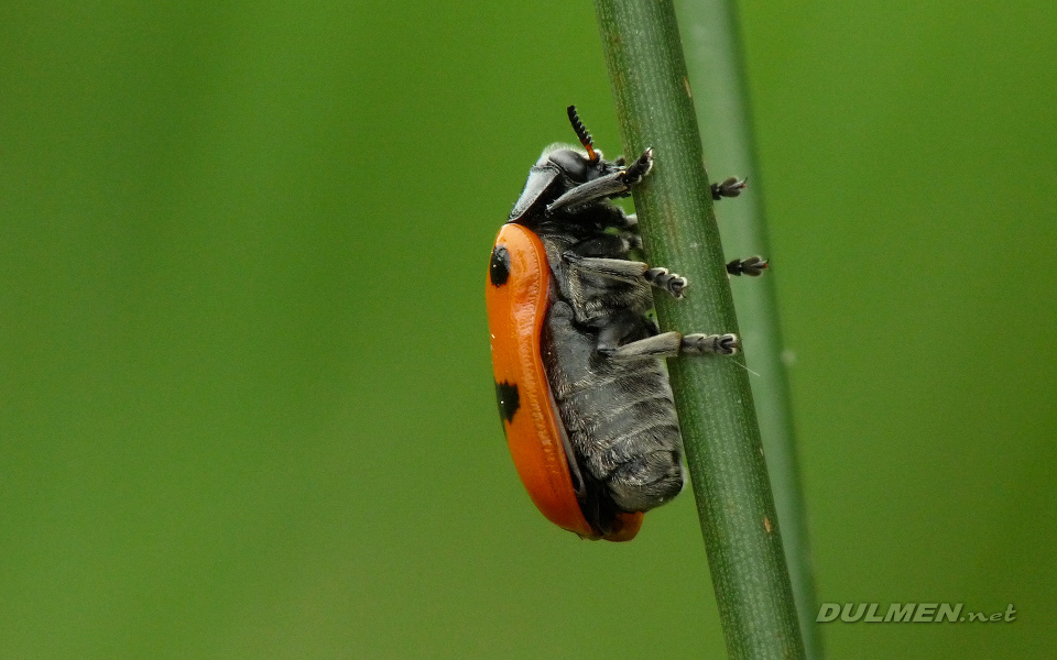 Leaf Beetle (Clytra quadripunctata)